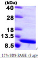 S100A8 / MRP8 Protein
