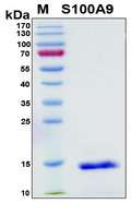 S100A9 / MRP14 Protein - SDS-PAGE under reducing conditions and visualized by Coomassie blue staining