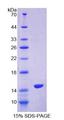S100Z Protein - Recombinant S100 Calcium Binding Protein Z (S100Z) by SDS-PAGE