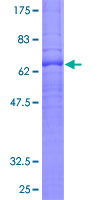 S1PR1 / EDG1 / S1P1 Protein - 12.5% SDS-PAGE of human EDG1 stained with Coomassie Blue