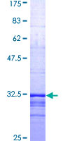 S1PR1 / EDG1 / S1P1 Protein - 12.5% SDS-PAGE Stained with Coomassie Blue.