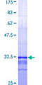 S1PR1 / EDG1 / S1P1 Protein - 12.5% SDS-PAGE Stained with Coomassie Blue.