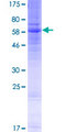 S1PR5 / EDG8 / S1P5 Protein - 12.5% SDS-PAGE of human EDG8 stained with Coomassie Blue
