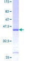 S26 / RPS26 Protein - 12.5% SDS-PAGE of human RPS26 stained with Coomassie Blue