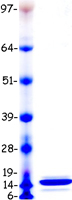SAA1 / SAA / Serum Amyloid A Protein - Purified recombinant protein SAA1 was analyzed by SDS-PAGE gel and Coomassie Blue Staining