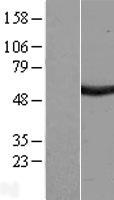 SAAL1 Protein - Western validation with an anti-DDK antibody * L: Control HEK293 lysate R: Over-expression lysate