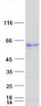SAAL1 Protein - Purified recombinant protein SAAL1 was analyzed by SDS-PAGE gel and Coomassie Blue Staining