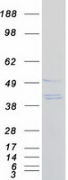 SAC3D1 Protein - Purified recombinant protein SAC3D1 was analyzed by SDS-PAGE gel and Coomassie Blue Staining