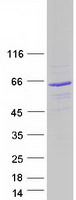 SACM1L / SAC1 Protein - Purified recombinant protein SACM1L was analyzed by SDS-PAGE gel and Coomassie Blue Staining