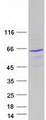 SACM1L / SAC1 Protein - Purified recombinant protein SACM1L was analyzed by SDS-PAGE gel and Coomassie Blue Staining