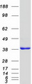 SAE1 Protein - Purified recombinant protein SAE1 was analyzed by SDS-PAGE gel and Coomassie Blue Staining