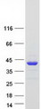 SAE1 Protein - Purified recombinant protein SAE1 was analyzed by SDS-PAGE gel and Coomassie Blue Staining