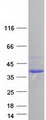 SAE1 Protein - Purified recombinant protein SAE1 was analyzed by SDS-PAGE gel and Coomassie Blue Staining