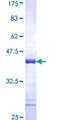 SAFB1 / SAFB Protein - 12.5% SDS-PAGE Stained with Coomassie Blue.
