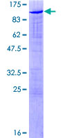 SAFB2 Protein - 12.5% SDS-PAGE of human SAFB2 stained with Coomassie Blue