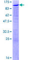 SAFB2 Protein - 12.5% SDS-PAGE of human SAFB2 stained with Coomassie Blue