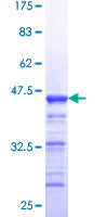 SAFB2 Protein - 12.5% SDS-PAGE Stained with Coomassie Blue.