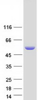 SAG / Arrestin Protein - Purified recombinant protein SAG was analyzed by SDS-PAGE gel and Coomassie Blue Staining