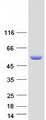 SAG / Arrestin Protein - Purified recombinant protein SAG was analyzed by SDS-PAGE gel and Coomassie Blue Staining