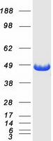 SAHH / AHCY Protein - Purified recombinant protein AHCY was analyzed by SDS-PAGE gel and Coomassie Blue Staining