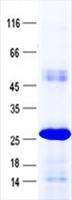 SAMD10 Protein