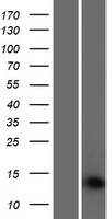 SAMD13 Protein - Western validation with an anti-DDK antibody * L: Control HEK293 lysate R: Over-expression lysate