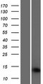 SAMD13 Protein - Western validation with an anti-DDK antibody * L: Control HEK293 lysate R: Over-expression lysate