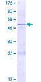 SAMD3 Protein - 12.5% SDS-PAGE of human SAMD3 stained with Coomassie Blue