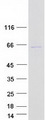 SAMD3 Protein - Purified recombinant protein SAMD3 was analyzed by SDS-PAGE gel and Coomassie Blue Staining