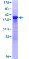 SAMD4A Protein - 12.5% SDS-PAGE of human SAMD4A stained with Coomassie Blue