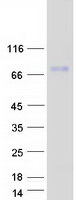 SAMD4A Protein - Purified recombinant protein SAMD4A was analyzed by SDS-PAGE gel and Coomassie Blue Staining