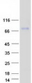 SAMD4A Protein - Purified recombinant protein SAMD4A was analyzed by SDS-PAGE gel and Coomassie Blue Staining