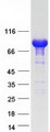 SAMD4B Protein - Purified recombinant protein SAMD4B was analyzed by SDS-PAGE gel and Coomassie Blue Staining