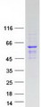 SAMD7 Protein - Purified recombinant protein SAMD7 was analyzed by SDS-PAGE gel and Coomassie Blue Staining