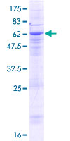 SAMD8 Protein - 12.5% SDS-PAGE of human SAMD8 stained with Coomassie Blue
