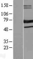 SAMHD1 Protein - Western validation with an anti-DDK antibody * L: Control HEK293 lysate R: Over-expression lysate