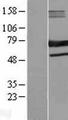 SAMHD1 Protein - Western validation with an anti-DDK antibody * L: Control HEK293 lysate R: Over-expression lysate