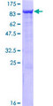 SAMHD1 Protein - 12.5% SDS-PAGE of human SAMHD1 stained with Coomassie Blue