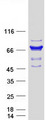 SAMHD1 Protein - Purified recombinant protein SAMHD1 was analyzed by SDS-PAGE gel and Coomassie Blue Staining
