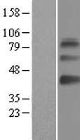 SAMSN1 Protein - Western validation with an anti-DDK antibody * L: Control HEK293 lysate R: Over-expression lysate