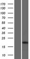SAP25 Protein - Western validation with an anti-DDK antibody * L: Control HEK293 lysate R: Over-expression lysate