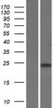 SAP30 Protein - Western validation with an anti-DDK antibody * L: Control HEK293 lysate R: Over-expression lysate