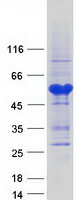 SAP30BP / HTRG Protein - Purified recombinant protein SAP30BP was analyzed by SDS-PAGE gel and Coomassie Blue Staining