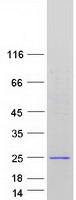 SAPCD1 / C6orf26 Protein - Purified recombinant protein SAPCD1 was analyzed by SDS-PAGE gel and Coomassie Blue Staining