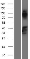 SAPCD2 / C9orf140 Protein - Western validation with an anti-DDK antibody * L: Control HEK293 lysate R: Over-expression lysate