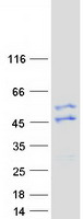 SAPCD2 / C9orf140 Protein - Purified recombinant protein SAPCD2 was analyzed by SDS-PAGE gel and Coomassie Blue Staining