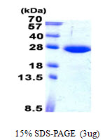 SARA2 / SAR1B Protein