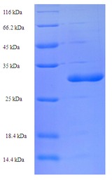 SARAF / TMEM66 Protein