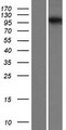 SARDH Protein - Western validation with an anti-DDK antibody * L: Control HEK293 lysate R: Over-expression lysate