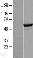 SARS / Serine-tRNA Ligase Protein - Western validation with an anti-DDK antibody * L: Control HEK293 lysate R: Over-expression lysate